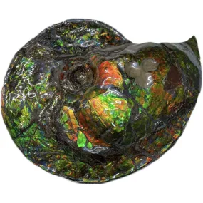 Canadian Ammonite Full Fossil Placenticeras costatum - Ammolite AMLF2205